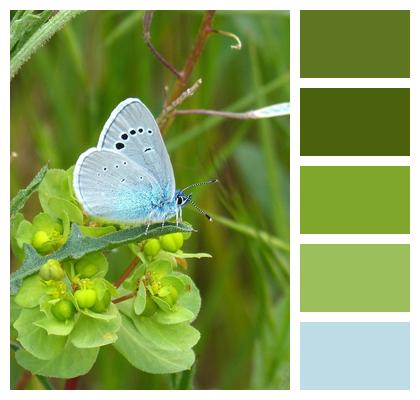 Blaveta Polyommatus Icarus Blue Butterfly Image